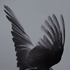 a black and white photo of a bird flying