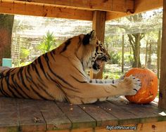 a large tiger laying on top of a wooden platform next to a carved orange pumpkin