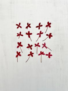 red flowers are arranged on a white surface