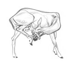 a pencil drawing of a deer eating grass