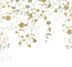 an image of leaves and vines on a white background