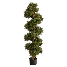 a tall potted tree in a black planter