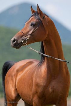 a brown horse standing on top of a grass covered field with mountains in the background