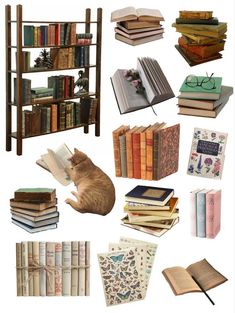 there are many books on the shelves and one cat is sitting in front of them