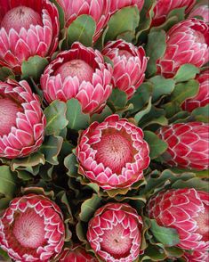 a bunch of red flowers with green leaves in the middle and one pink flower on top