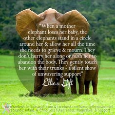 an elephant standing in the middle of a field with a quote about elephants and their babies