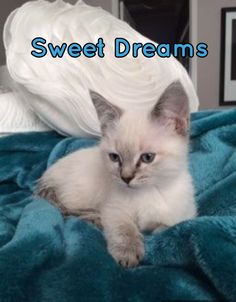 a white kitten laying on top of a blue blanket