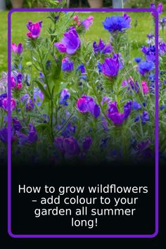 purple flowers with the words how to grow wildflowers - add colours to your garden all summer long