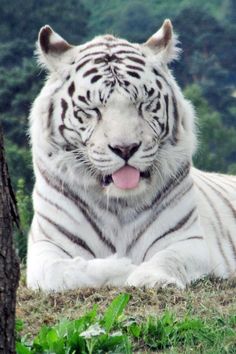 a white tiger laying on the ground next to a tree