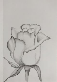 a black and white drawing of a rose