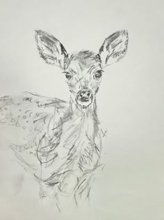 a pencil drawing of a deer looking at the camera