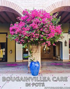 a large blue vase filled with purple flowers on top of a cement floor next to a building