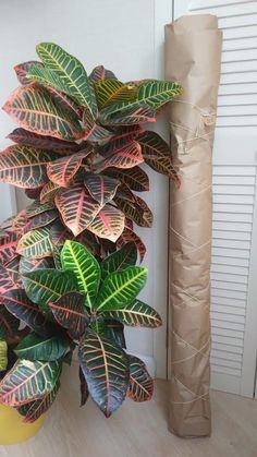 a potted plant sitting next to a tall vase