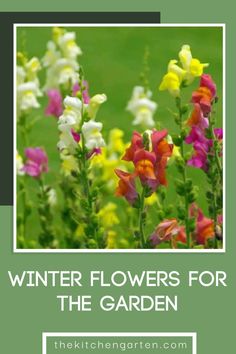 colorful flowers with the words winter flowers for the garden in front of it and an image of