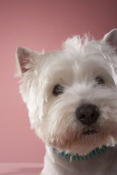 a small white dog sitting on top of a pink surface with its eyes closed and it's head tilted to the side