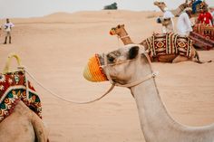 two camels with blankets on their backs in the desert, and people standing around them