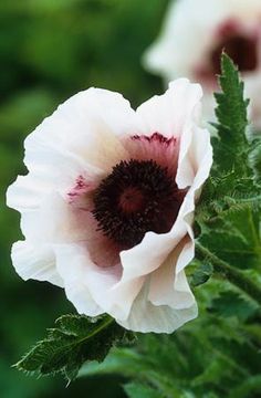 two white flowers with red centers in the middle of green leaves and grass behind them