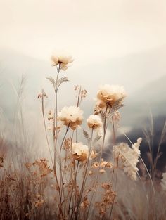 some very pretty white flowers in the middle of a grassy field with mountains in the background