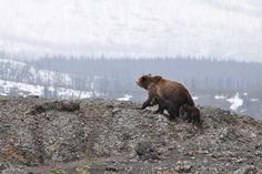 a brown bear and her cub walking on the side of a mountain