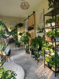 a room filled with lots of plants and potted plants