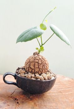 a potted plant sitting on top of a wooden table next to a cup filled with dirt