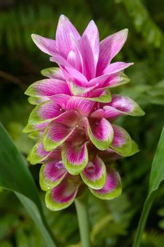 a pink flower with green leaves in the background