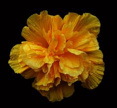 a yellow flower with drops of water on it's petals, against a black background