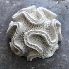 a white piece of coral sitting on top of a table