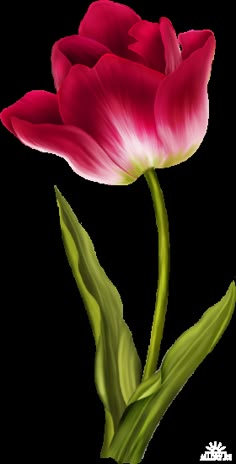 two pink flowers with green leaves on a white background