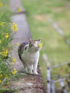 a cat is standing on the edge of a wall next to some flowers and grass