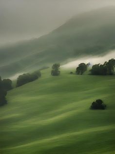 an image of foggy hills with trees in the foreground and green grass on the far side