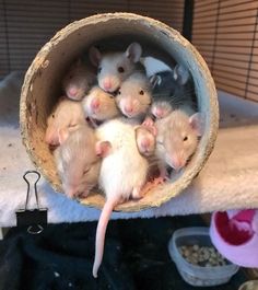 a group of mice sitting in a basket