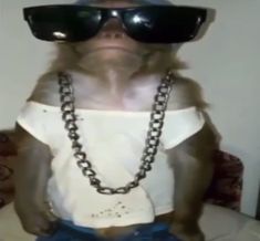 a monkey wearing sunglasses and a chain around its neck