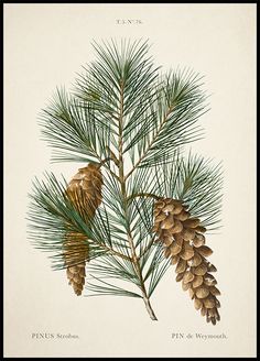 a pine tree branch with cones on it