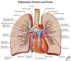 the anatomy of the human heart and lungs