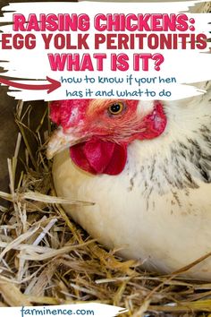 a chicken laying in hay with the words raising chickens egg yolk peritoins what is it?