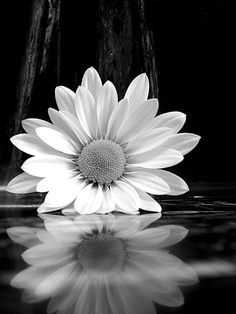 a white flower sitting on top of a body of water with the words happiness is not a matter of intensity but balance order