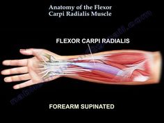 the anatomy of the arm and wrist muscles