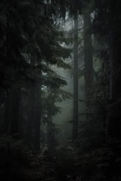 the dark forest is full of tall trees and foggy skies are visible in the distance