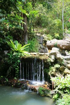 a small waterfall in the middle of a forest filled with lots of trees and plants