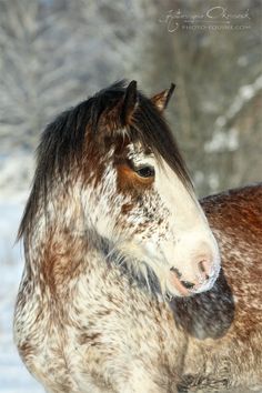 a brown and white horse standing in the snow