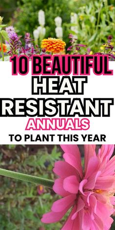 pink flowers with the words 10 beautiful heat resistant annuals to plant this year on them