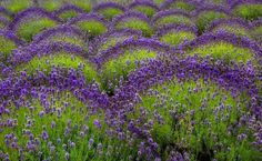 a field full of purple flowers with trees in the background