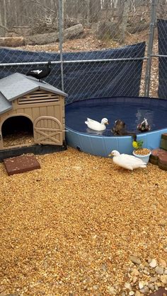 there is a small dog house in the back yard with ducks and other animals around it