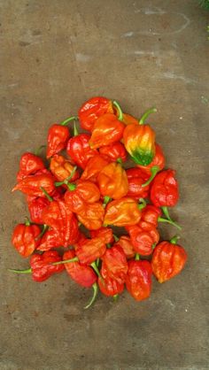 some red peppers are laying on the ground