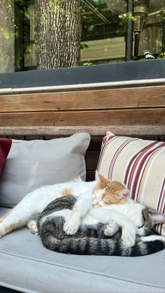 two cats laying on top of each other on a couch next to pillows and trees