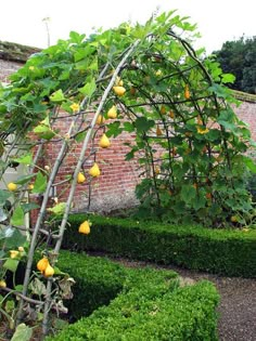 a trellis with lemons growing on it next to a brick wall and hedges