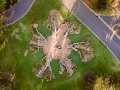 an aerial view of a large tree in the middle of a park with lots of green grass