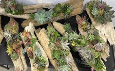 various types of succulents are arranged on driftwood