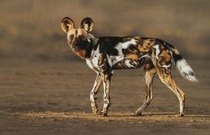 a spotted dog standing on top of a dirt field